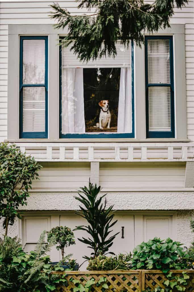 Dog looking out through a white framed window with shutters